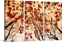 A skyward view of the bare branches and autumn leaves, Russell-Brasstown scenic highway, Chattahoochee National Forest, Georgia