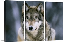 Gray wolf at the International Wolf Center, Ely, Minnesota