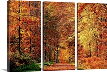Autumn Way