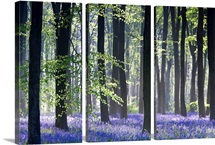 Bluebell Vision