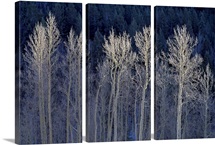 Cool Winter
