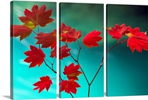 Delicate Red