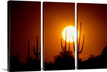 Desert Sun