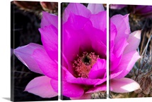 Flower's Eye