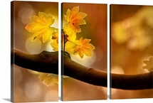 In Autumn