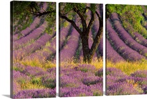 Lavender Divine
