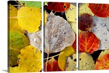 Leaves Dew Drops