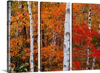 Leaves of Orange