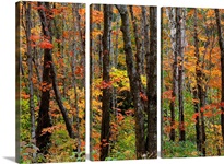 Leaves of Red