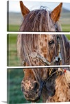 Mongolian Ponies I