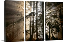Morning Has Broken