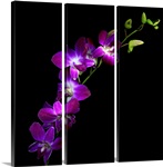 Purple Dendrobium Orchids
