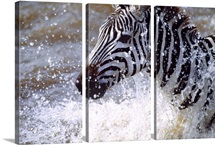 Splash