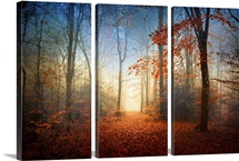 Sunrise in the Broceliande Forest