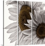 White Softness