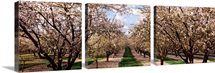 Almond trees in an orchard, Central Valley, California