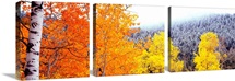 Aspen trees in a forest, Blacktail Butte, Grand Teton National Park, Wyoming