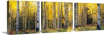 Aspen trees in a forest, Coconino National Forest, Arizona