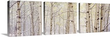 Autumn Aspens With Snow CO