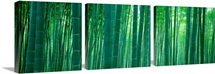 Bamboo Forest, Sagano, Kyoto, Japan