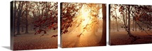 Beech Trees Uppland Sweden