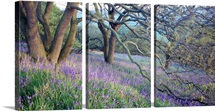 Bluebells N Yorkshire England