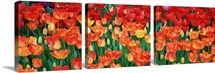 Close-up of tulips in a garden, Botanical Garden of Buffalo and Erie County, Buffalo, New York