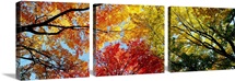 Fall Foliage