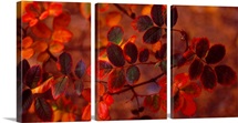 Fall Leaves CO