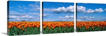 Orange Tulip Field Skagit Valley WA