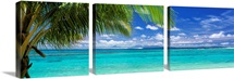 Palm tree on the beach, Huahine Island, Society Islands, French Polynesia