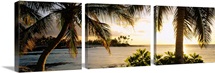 Palm trees on the coast, Kohala Coast, Big Island, Hawaii