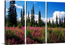 Pink fireweed flowers blooming in forest clearing, Alaska