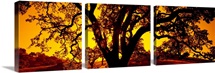 Silhouette of Coast Live Oak trees (Quercus agrifolia), California