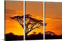 Silhouette of trees in a field, Ngorongoro Conservation Area, Arusha Region, Tanzania