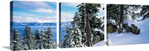 Snow covered trees on mountainside, Lake Tahoe, Nevada