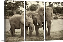 African Elephant Family