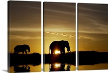 African Elephant Sunset