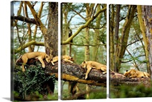 African Lion Cat Nap