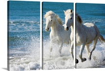 Camargue Horses running on the beach, South of France, France