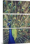 Royally Blue I