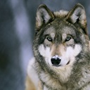 gray-wolf-at-the-international-wolf-center-ely-minnesota,ng513195.jpg gray-wolf-at-the-international-wolf-center-ely-minnesota,ng513195.jpg