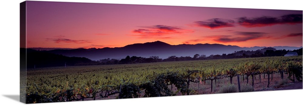 California, Napa Valley, vineyard