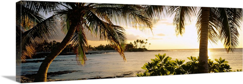 Palm trees on the coast, Kohala Coast, Big Island, Hawaii