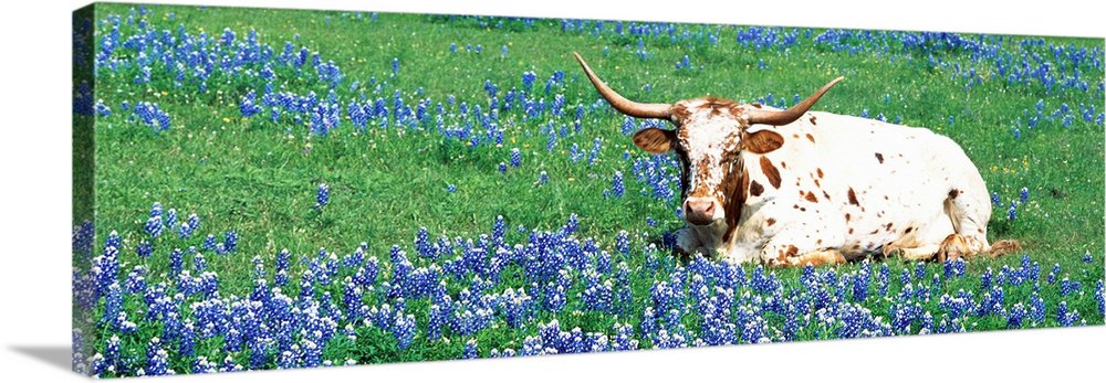 Texas Longhorn cow sitting on a field, Hill County, Texas