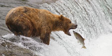 An adult brown bear opens its mouth wide to catch a socke...