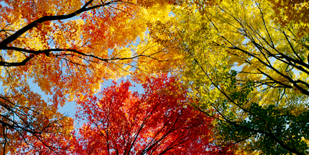 Fall Foliage