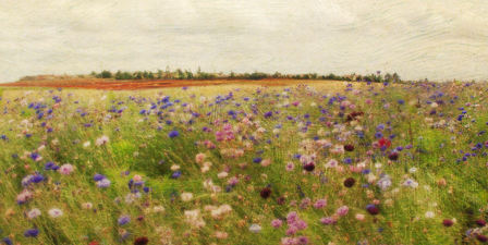 Field II mini