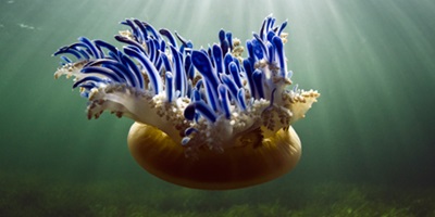 Jellyfish Wall Art Canvas Prints Jellyfish Panoramic Photos Posters Photography Wall Art Framed Prints Amp More Great Big Canvas