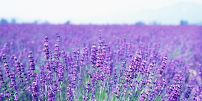 Lavender Wall Art Canvas Prints Lavender Panoramic Photos Posters Photography Wall Art Framed Prints Amp More Great Big Canvas
